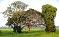 natur park